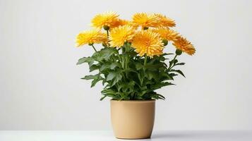 Photo of Mums flower in pot isolated on white background. Generative AI