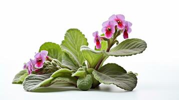 Photo of beautiful Lungwort flower isolated on white background. Generative AI