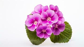 Photo of beautiful Primula flower isolated on white background. Generative AI