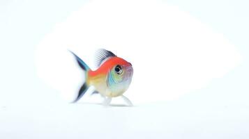 Photo of a neon tetras fish on white background. Generative AI