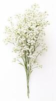 Photo of beautiful Baby's Breath flower isolated on white background. Generative AI