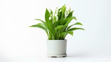 Photo of Lily of the Valley flower in pot isolated on white background. Generative AI