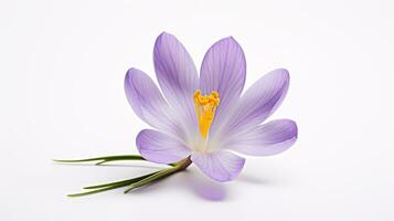 Photo of beautiful Crocus flower isolated on white background. Generative AI