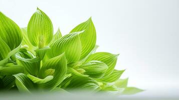 Photo of beautiful Hosta flower isolated on white background. Generative AI