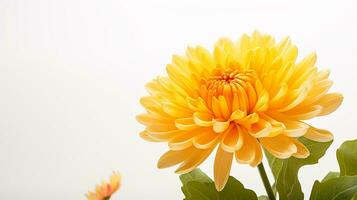 Photo of beautiful Mums flower isolated on white background. Generative AI