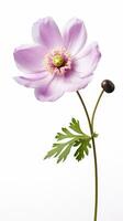 Photo of beautiful Anemone flower isolated on white background. Generative AI