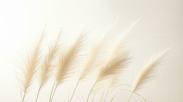 Photo of beautiful Feather Reed Grass flower isolated on white background. Generative AI