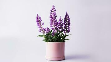 Photo of Lupine flower in pot isolated on white background. Generative AI