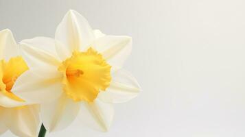 Photo of beautiful Narcissus flower isolated on white background. Generative AI