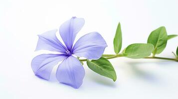 Photo of beautiful Periwinkle flower isolated on white background. Generative AI