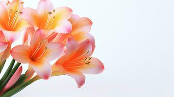 Photo of beautiful Clivia flower isolated on white background. Generative AI