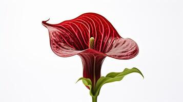 Photo of beautiful Jack-in-the-pulpit flower isolated on white background. Generative AI