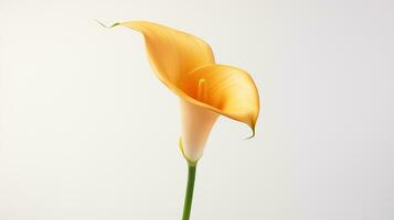 Photo of beautiful Calla Lily flower isolated on white background. Generative AI