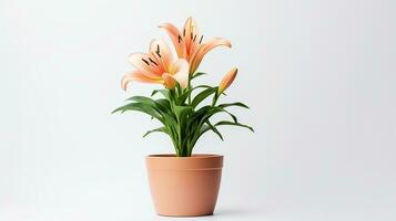 Photo of Lilium flower in pot isolated on white background. Generative AI