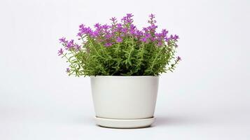 Photo of Thyme flower in pot isolated on white background. Generative AI