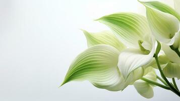 Photo of beautiful Hosta flower isolated on white background. Generative AI