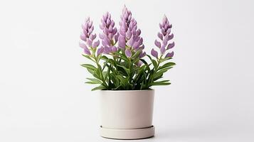 Photo of Lupine flower in pot isolated on white background. Generative AI