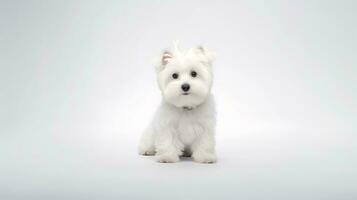 Photo of a maltese on white background. Generative AI