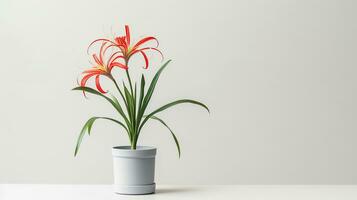 Photo of Spider Lily flower in pot isolated on white background. Generative AI