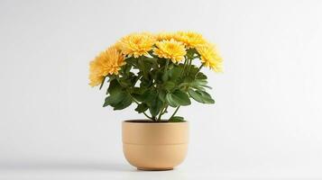 Photo of Chrysanthemum flower in pot isolated on white background. Generative AI