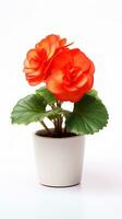 Photo of Begonia flower in pot isolated on white background. Generative AI