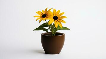 Photo of Black-Eyed Susan flower in pot isolated on white background. Generative AI