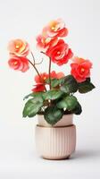 Photo of Begonia flower in pot isolated on white background. Generative AI