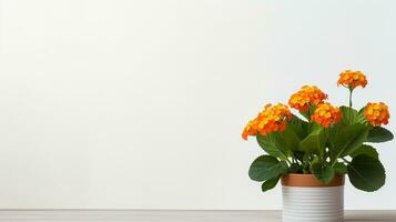 Photo of Lantana flower in pot isolated on white background. Generative AI