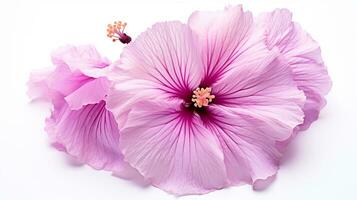 Photo of beautiful Hollyhock flower isolated on white background. Generative AI