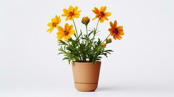 Photo of Coreopsis flower in pot isolated on white background. Generative AI