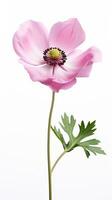 Photo of beautiful Anemone flower isolated on white background. Generative AI