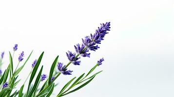 Photo of beautiful Lavender flower isolated on white background. Generative AI