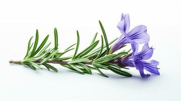 Photo of beautiful Rosemary flower isolated on white background. Generative AI