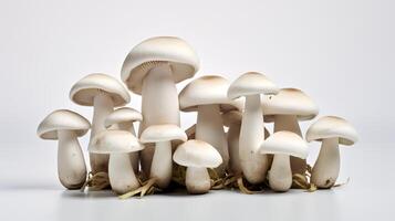 Photo of Mushrooms with roots isolated on white background.