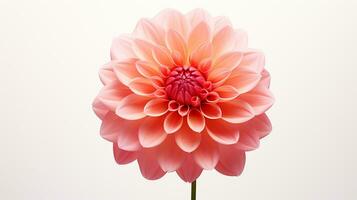 Photo of beautiful Dahlia flower isolated on white background. Generative AI