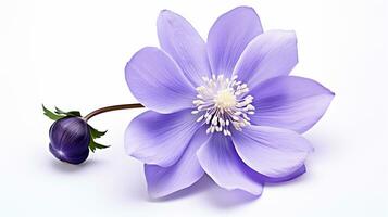 Photo of beautiful Windflower isolated on white background. Generative AI