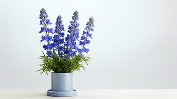 Photo of Delphinium flower in pot isolated on white background. Generative AI