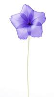 Photo of beautiful Balloon flower isolated on white background. Generative AI