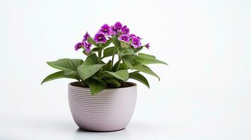 Photo of Lungwort flower in pot isolated on white background. Generative AI