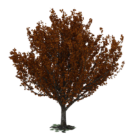 tree leaves isolated 3d png
