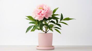 Photo of Peony flower in pot isolated on white background. Generative AI