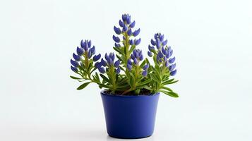 Photo of Bluebonnet flower in pot isolated on white background. Generative AI