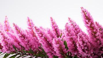 Photo of beautiful Heather flower isolated on white background. Generative AI