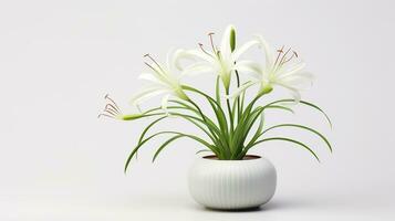 Photo of Spider Lily flower in pot isolated on white background. Generative AI