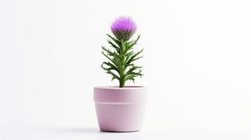 Photo of Thistle flower in pot isolated on white background. Generative AI