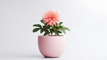 Photo of Pink flower in pot isolated on white background. Generative AI