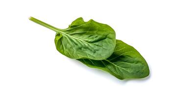 Photo of Spinach isolated on white background.