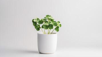 Photo of White Clover flower in pot isolated on white background. Generative AI