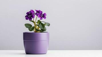 Photo of Violet flower in pot isolated on white background. Generative AI