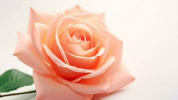 Photo of beautiful Rose flower isolated on white background. Generative AI